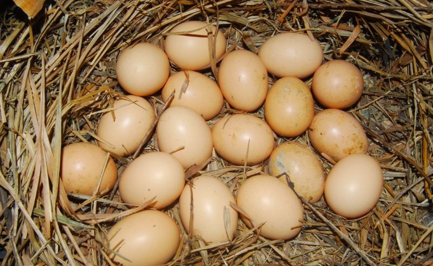 Chicken eggs. Photo: Max Pixel