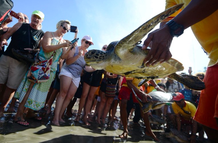 Tourists watch as a green turtle is released at Kuta beach. Photo: SONNY TUMBELAKA / AFP