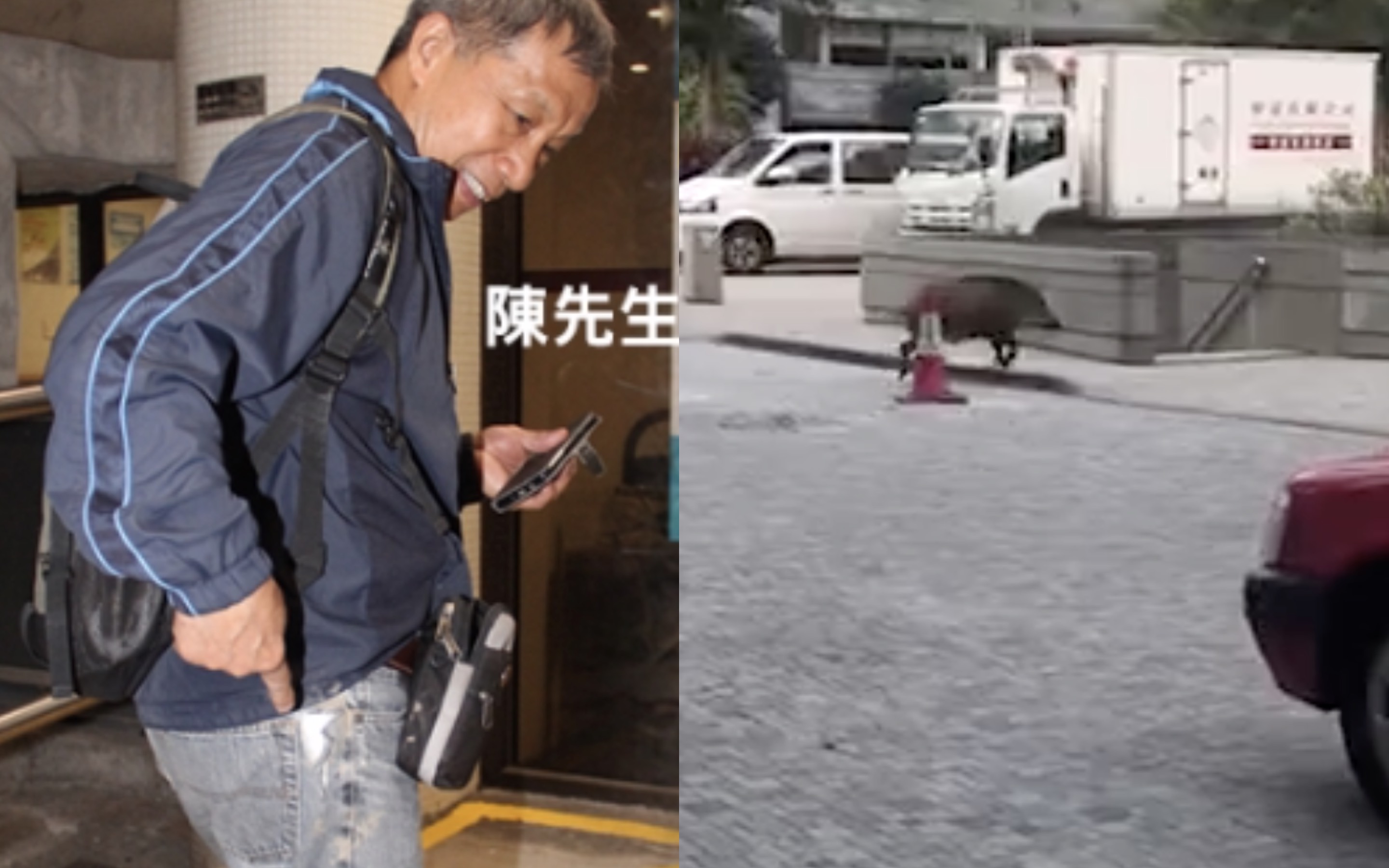 (Left) A 70-year-old man surnamed Chan shows off the tear in his jeans after he was bitten by a wild boar in Ap Lei Chau last night. (Right) A wild boar sighting in Admiralty earlier that day. Screengrabs via Apple Daily video.