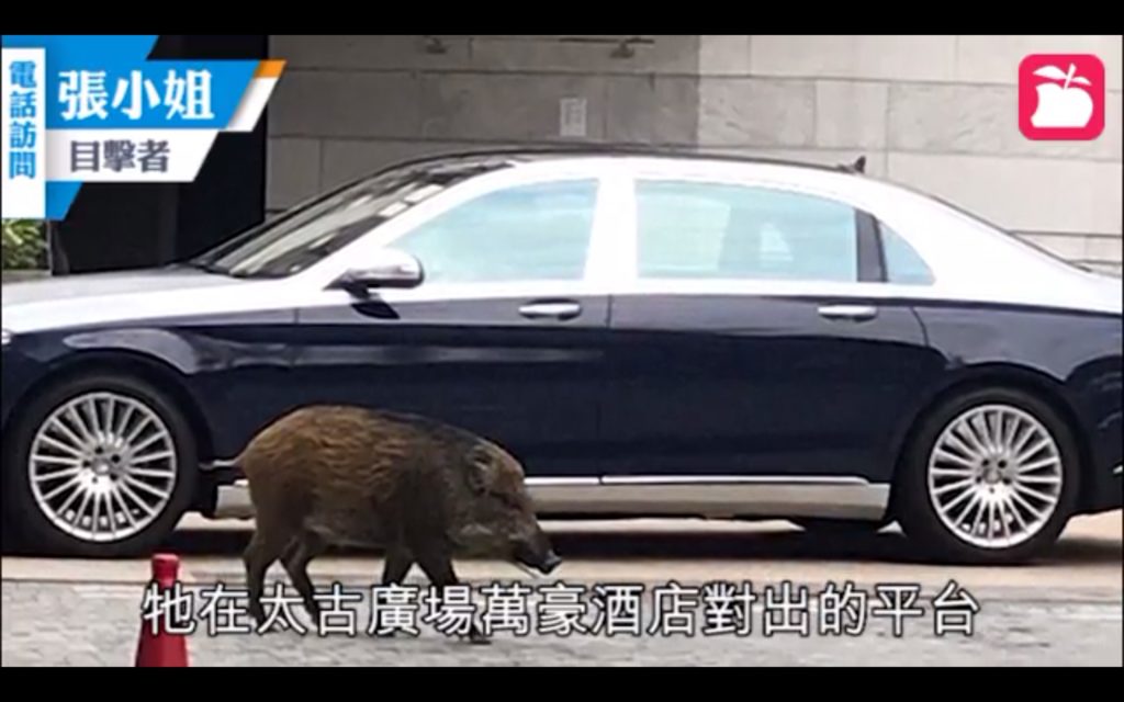 A wild boar admires a luxury automobile in Admiralty yesterday morning. Screengrab via Apple Daily.