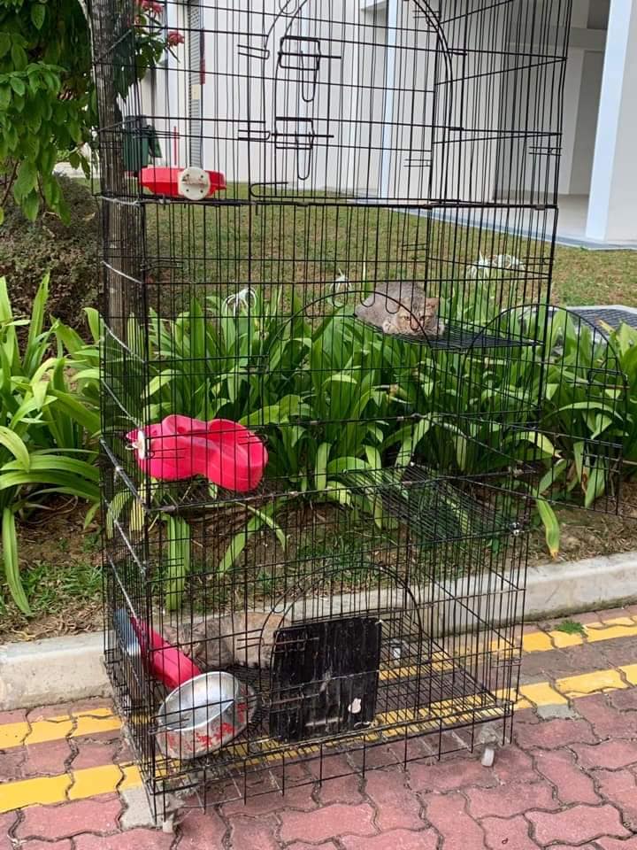 (Photo: Sayang Our Singapore's Community Cats / Facebook)