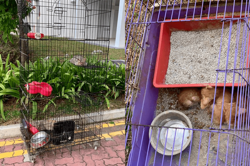 Abandoned cats in cages were found in the Sumang area at Punggol (Photo: Sayang Our Singapore’s Community Cats / Facebook)