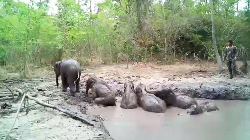 Six baby elephants were rescued by Thai rangers after being stuck in a muddy pit for days. (Photo: YouTube screengrab / AFP)