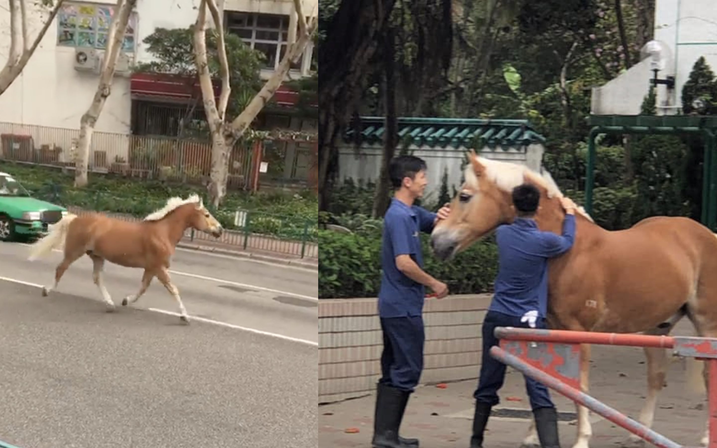 A horse escaped from Tuen Mun Public Riding School this morning and was later found at a housing estate in the area. Photos and screengrabs via Facebook/100 Most/Di Di Au.