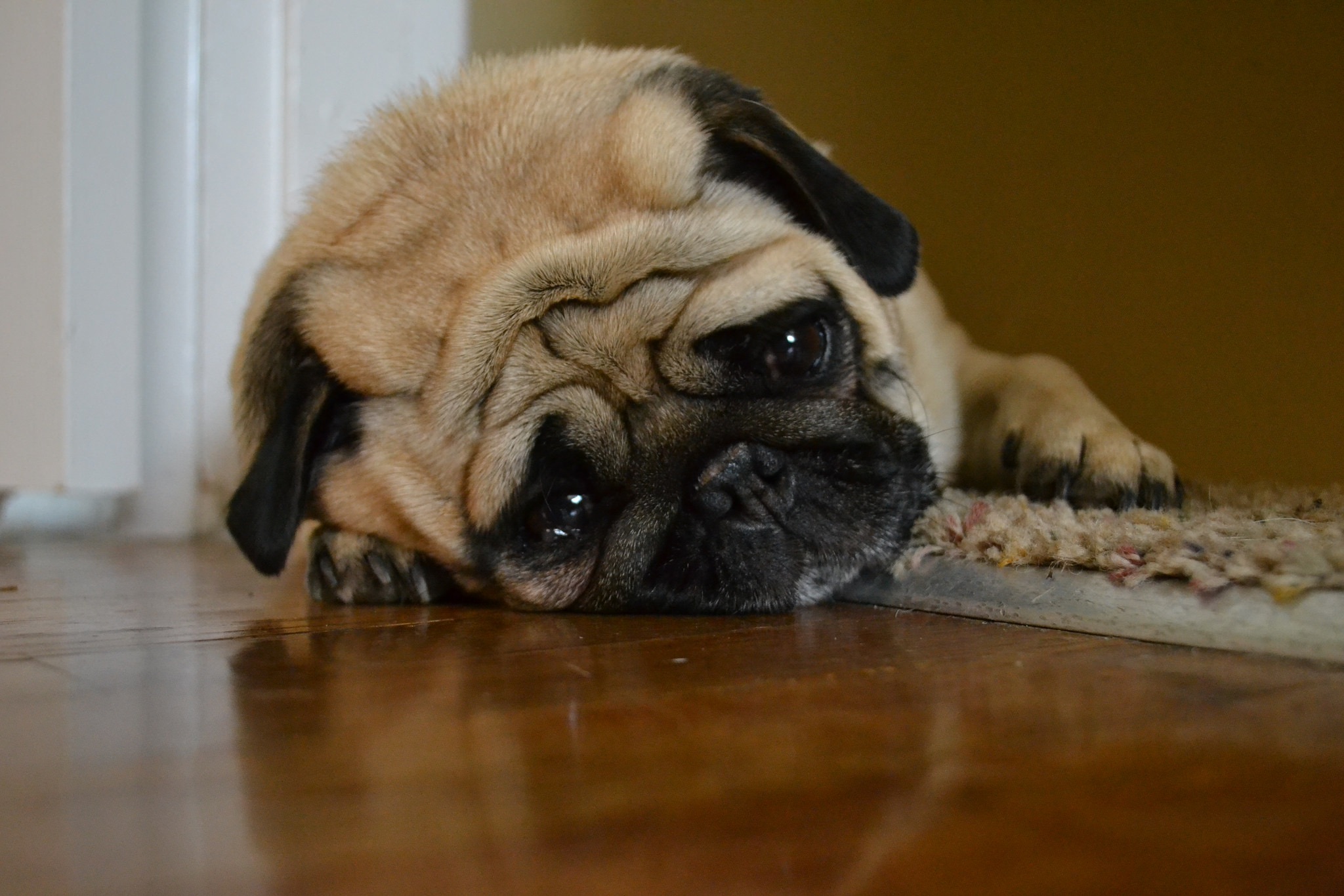 A pug, looking more or less the way Hongkongers apparently feel, according to the new World Happiness Report. Photo via Flickr/Hannah K.
