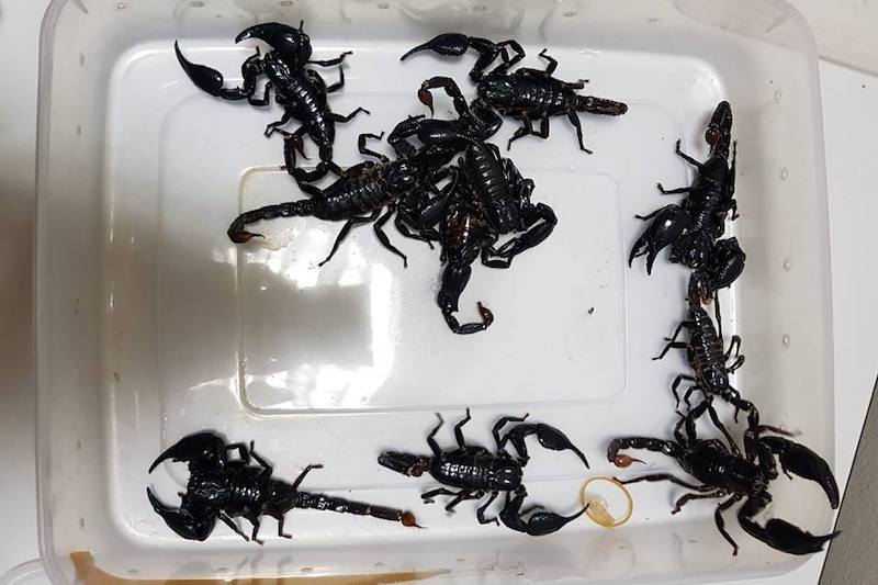 Ten live scorpions were found hiding in a tissue box in a car passing through Woodlands Checkpoint. (Photo: Immigration & Checkpoints Authority / Facebook)