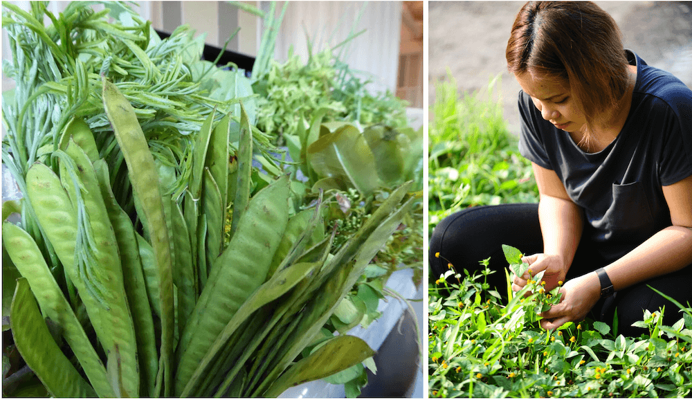Image composite: (Left) Chef Bee shows us a basket of edible plants at Paste Bangkok [Photo: Ewen Mcleish] and (Right) Chef Bee picking edible plants [Photo: Paste Bangkok]