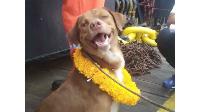 One happy doge. Photo: Vitisak Payalaw / Facebook