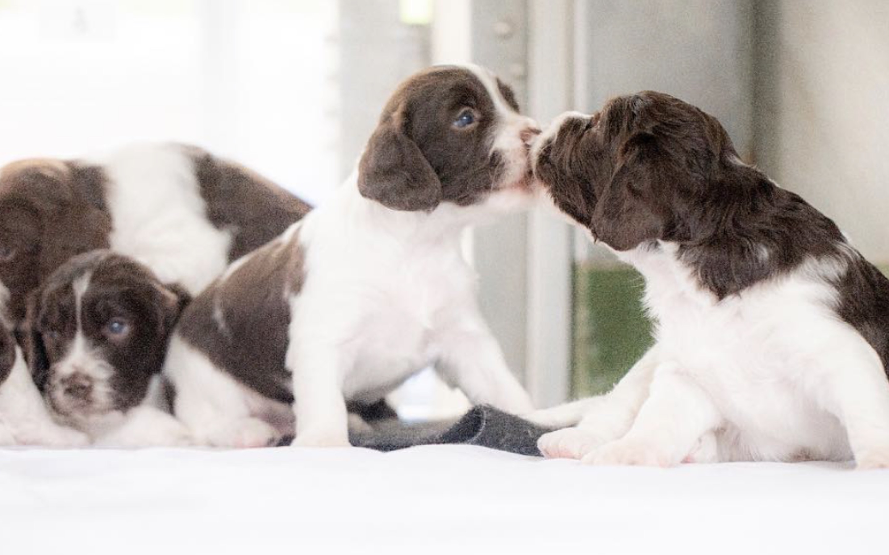The police welcomed five new springer spaniel pups last month. Photo via Instagram/Hong Kong Police Force.