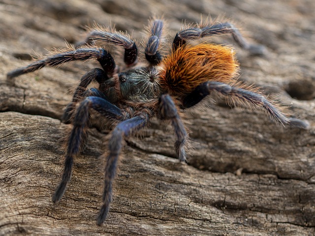 A tarantula. For illustration purposes only. Photo: Danny de Bruyne/Pixabay