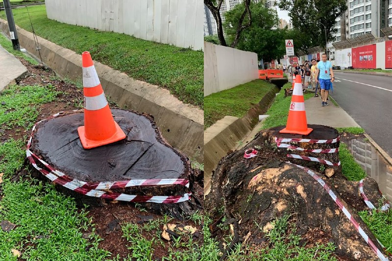 These 50-year-old trees were reduced to mere stumps along Margaret Drive, a move that has gotten some heritage fans weeping. (Photo: My Queenstown / Facebook)