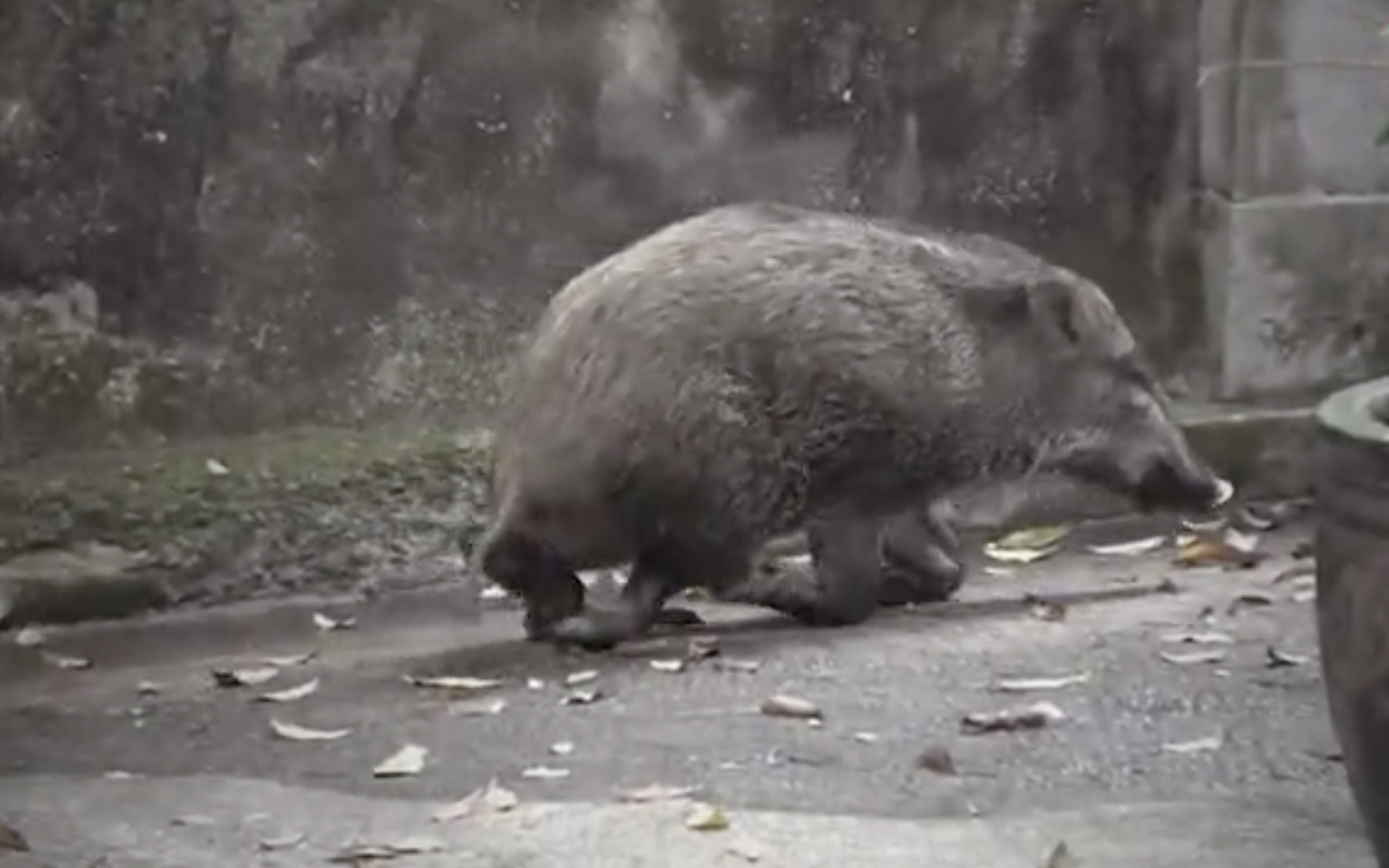 Wild boar with broken leg put down after found hiding in Mid-Levels parking  lot | Coconuts
