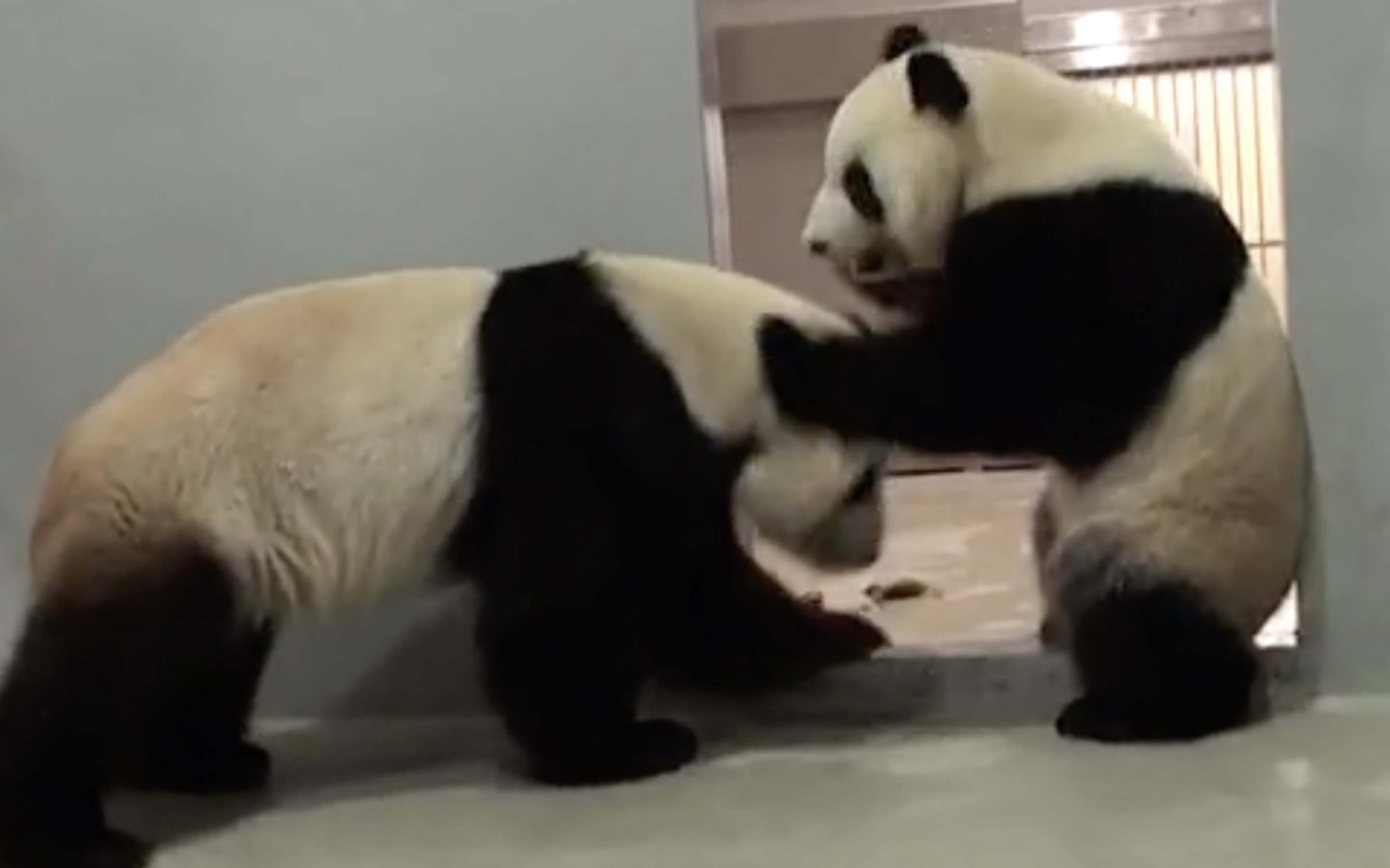 Ocean Park pandas Ying Ying and Le Le. Screengrab via Apple Daily video.