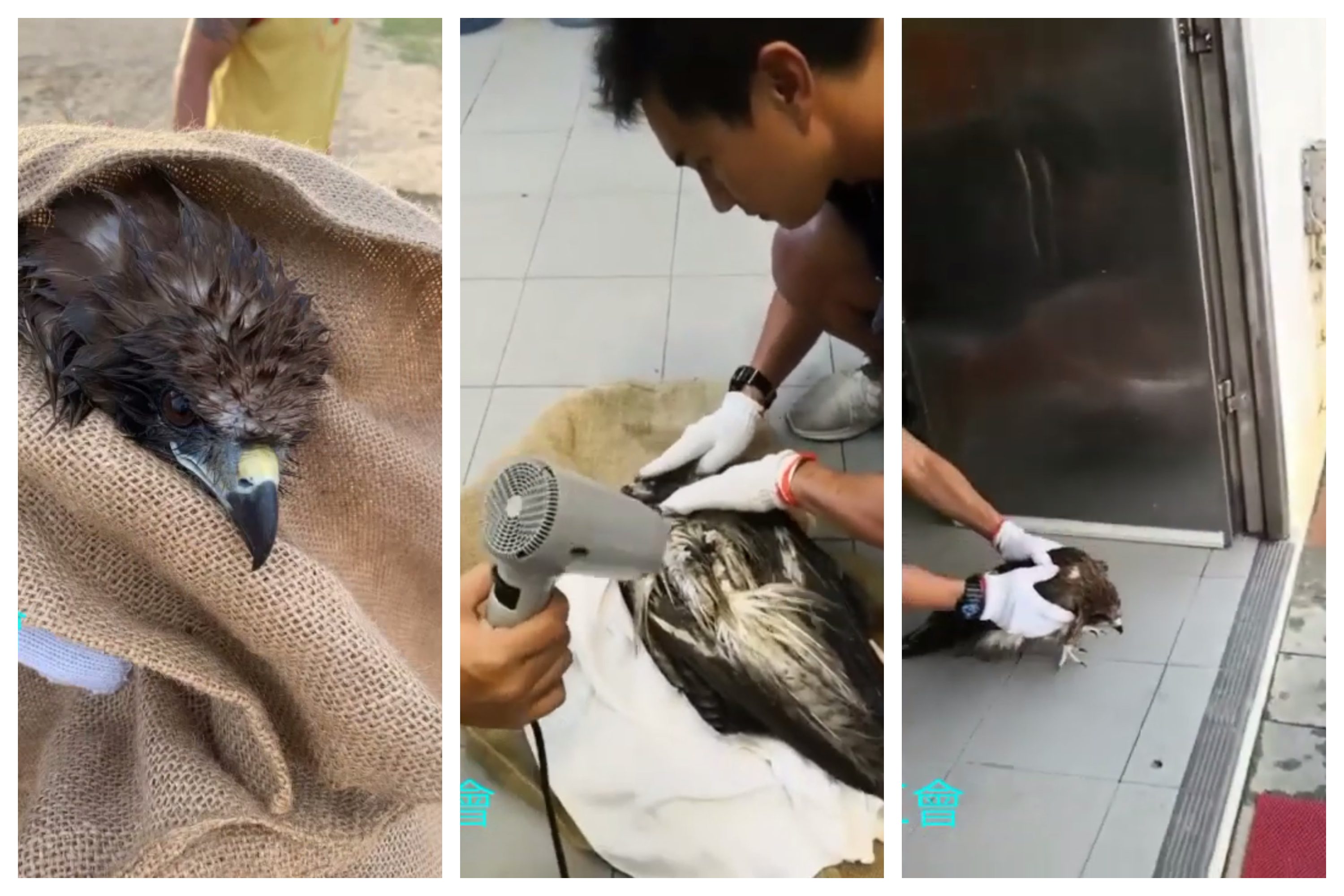 A black kite rescued by a group of lifeguards yesterday. Screengrabs via YouTube.