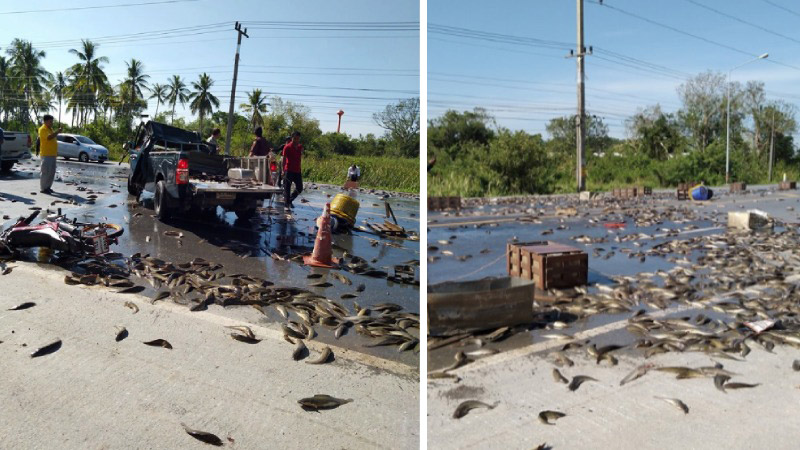 Thousands of catfish flop in a Nakhon Sri Thammarat street after the truck transporting them overturned, killing one person, injuring nine others and scattering tons of sealife. Photo: Yanyong Nonghonglai