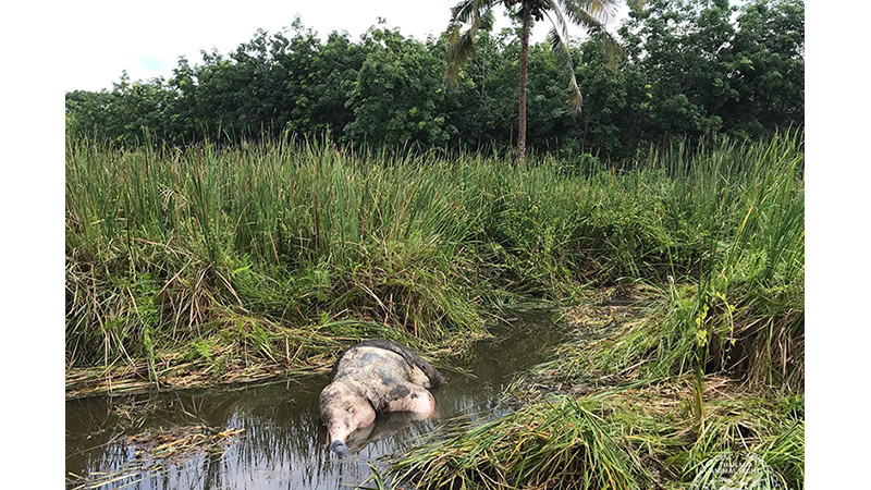 One of two dead 1-year-old elephant calves discovered this week west of Bangkok in Chachoengsao province. 
