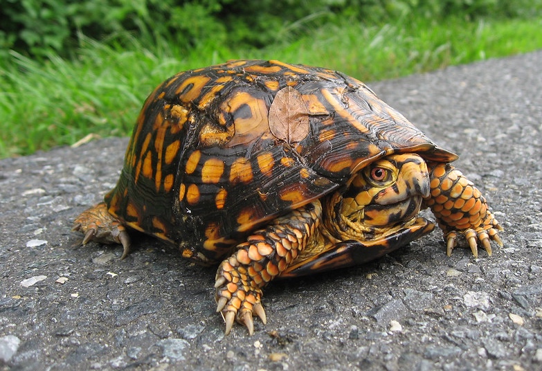 An eastern box turtle, one of the species smuggled from South Carolina to Hong Kong by Matthew Kail and his co-conspirators. Photo via Flickr/Northeast Coastal & Barrier Network.