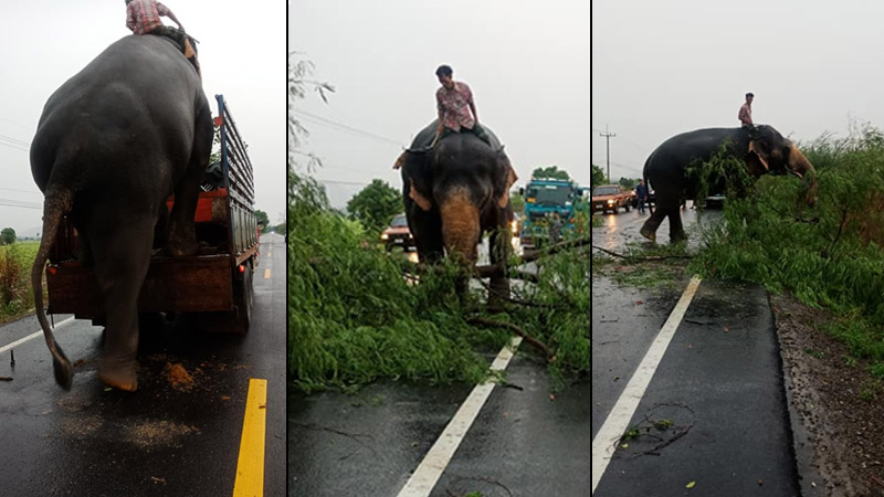 Jareuk, a 52-year-old bull elephant, removes a fallen tree from a road Sunday in Nakhon Sawan province. Photo: Bazan Nong Khalai Sing / Facebook