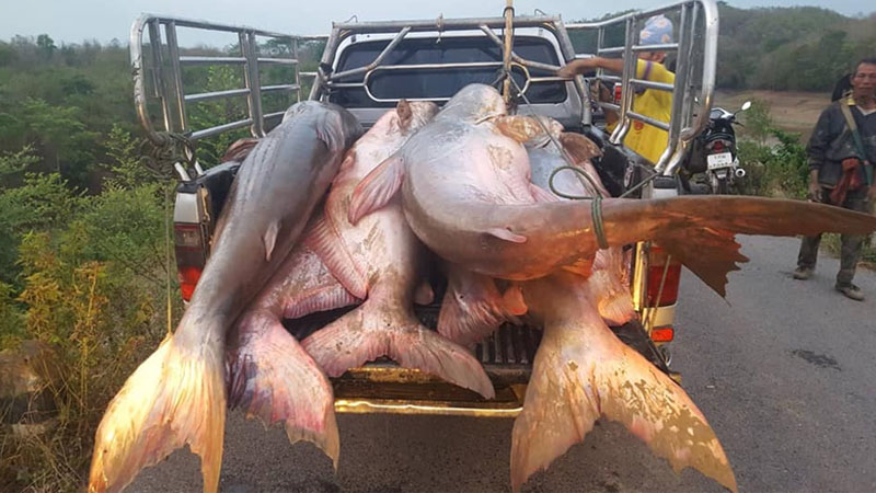 A truck carries several giant catfish carcasses away from a reservoir Friday in the northern province of Phrae. Photo: Hannarong Yaowalers / Facebook

