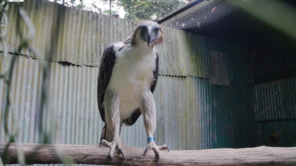 Sambisig, one of the eagles loaned to Jurong Bird Park. Photo: Philippine Eagle Foundation FB page