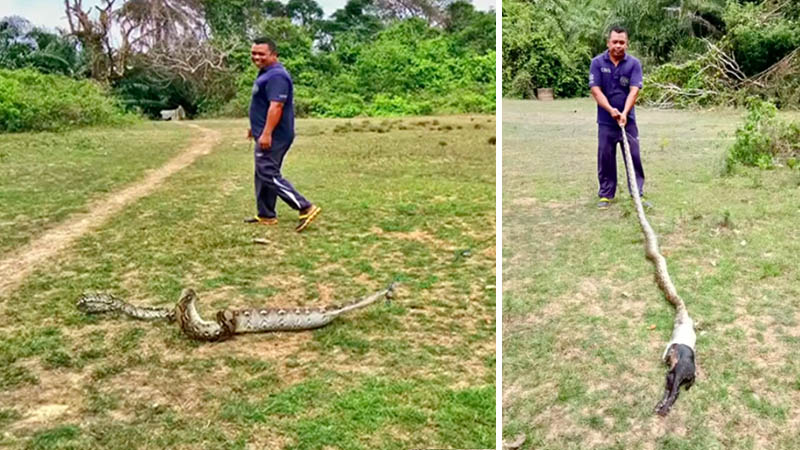 The goat-filled predatory python as found, at left, and surrendering his catch the hard way, at right, this week in Saturn province. Photos: Song Thai News / Facebook 
