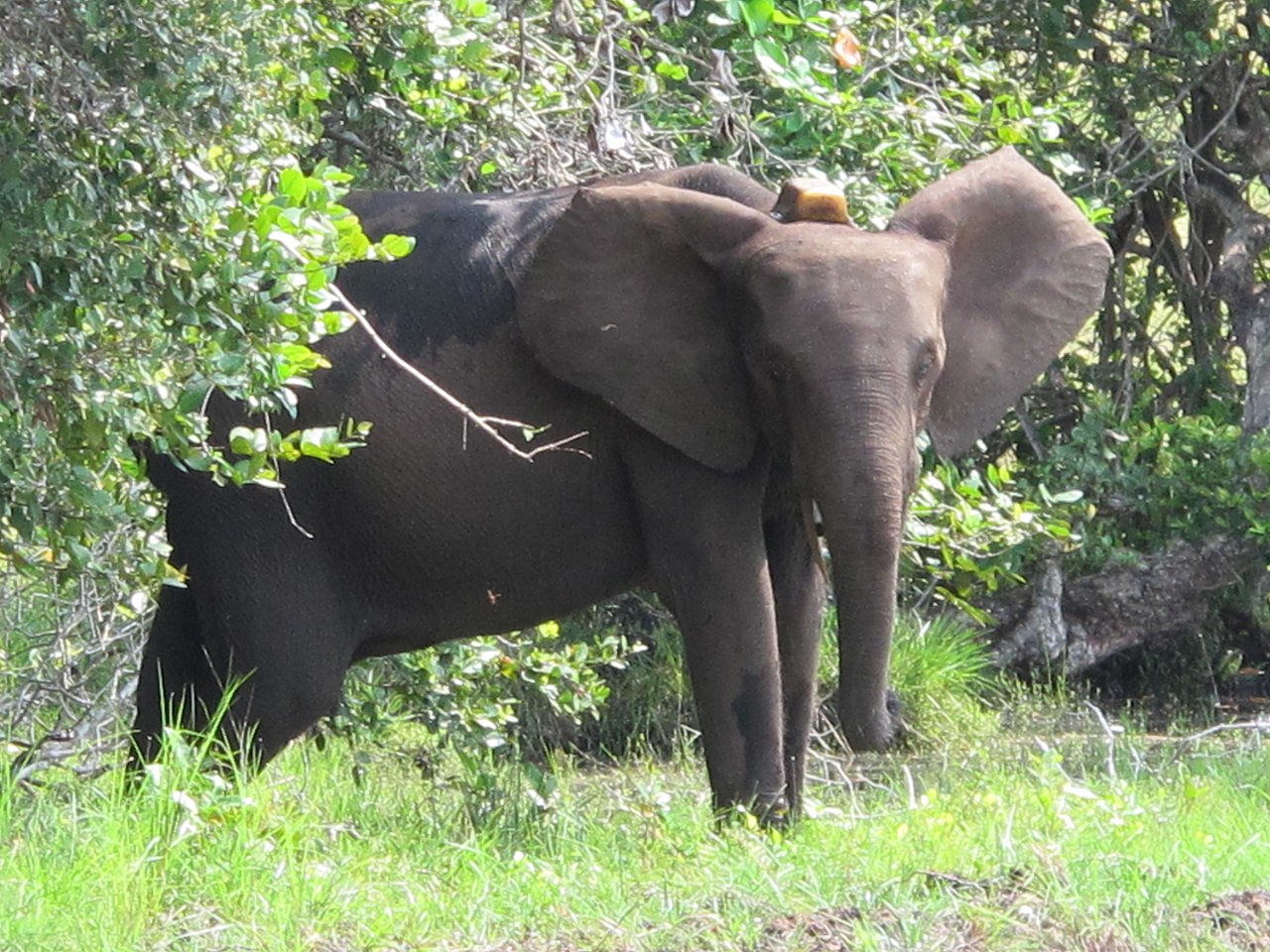Elephant with GPS tracker collar at Gabon Loango National Park. Photo: Kurt Dundy via Wikimedia Commons (CC BY 3.0) 