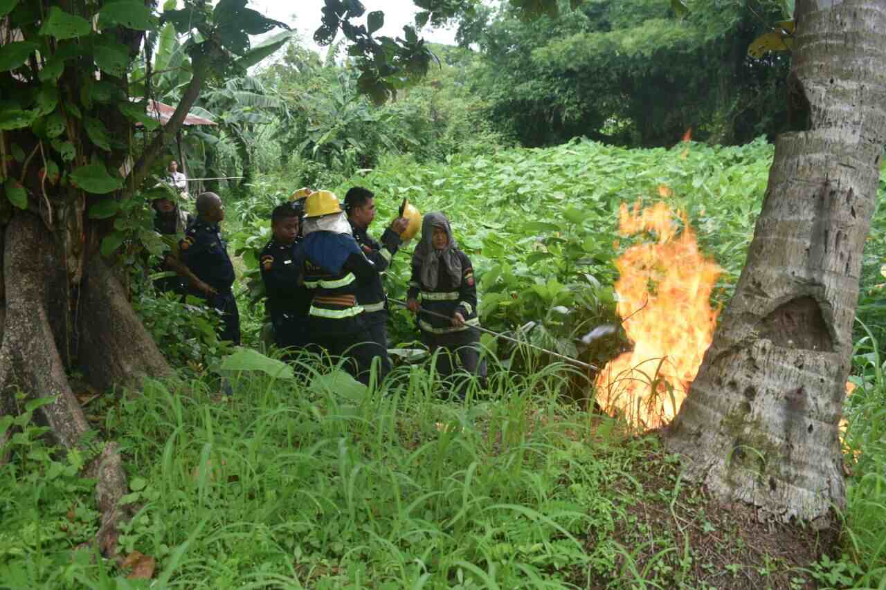 Myanmar Fire Services Department clearing hornet hives in Yangon via MFSD Facebook page