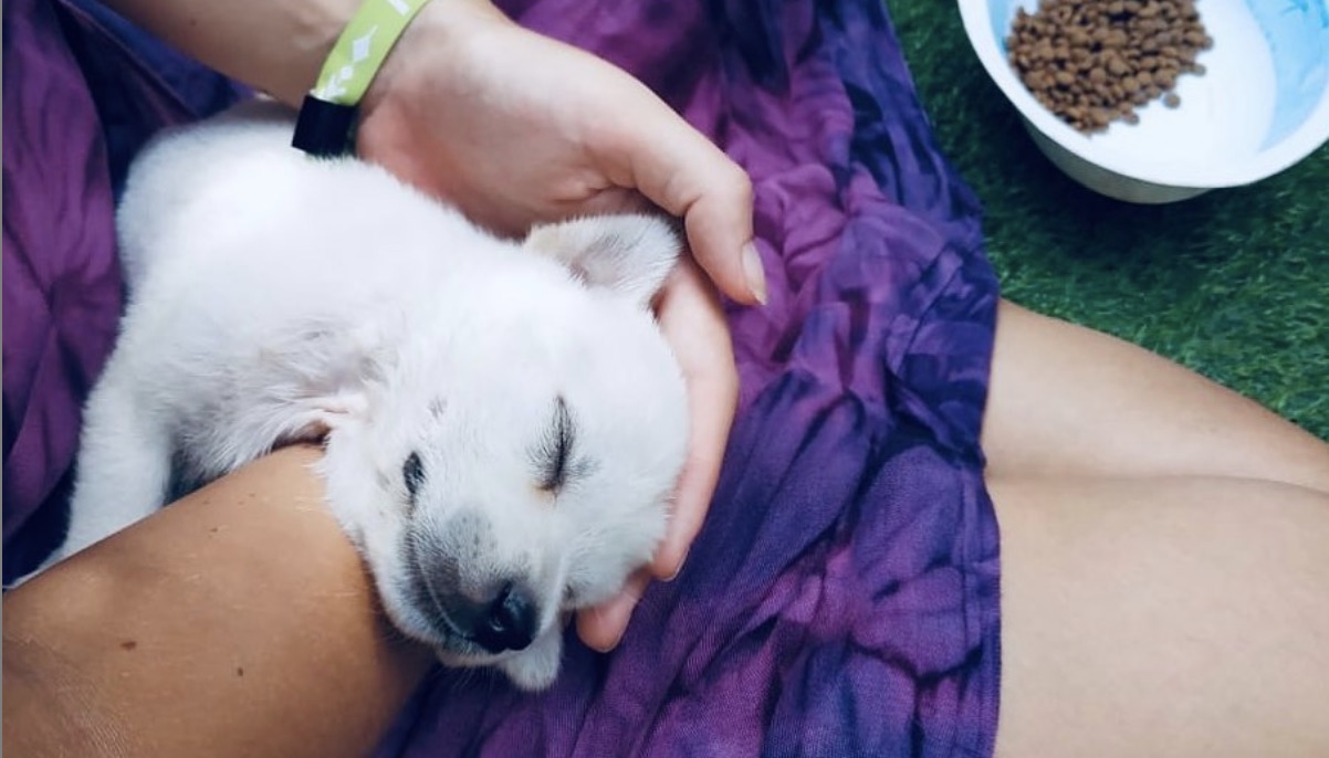 Puri Garden Hotel & Hostel, located in Ubud, offers their Puppy Therapy every Tuesday and Thursday afternoons. Photo: Puri Garden Hotel & Hostel / Instagram 