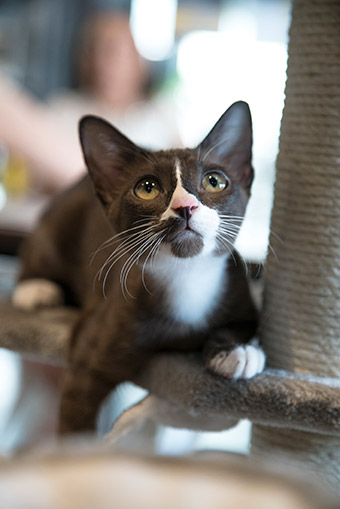 Meet real kitties in your area like 'Coco Yen'