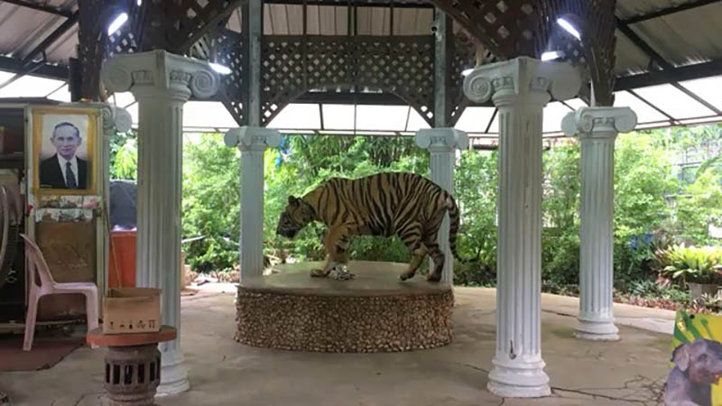 A clearly traumatized tiger at the Phuket Zoo is chained to a small platform for tourists to take photos with. Image: National Geographic / Instagram