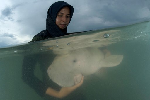 This picture taken on May 23, 2019 shows Mariam the dugong as she is cared for by park officials and veterinarians from the Phuket Marine Biological Centre on Libong island, Trang province in southern Thailand. – An orphaned baby dugong rescued off a beach in Krabi province is Thailand’s newest star, capturing the hearts of millions on social media and igniting an awarness for ocean conservation as authorities hand-raise the young mammal. (Photo by Sirachai ARUNRUGSTICHAI / AFP)