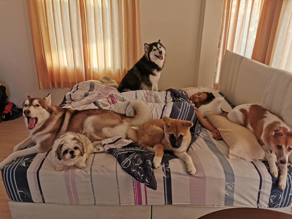 Khemjira Klongsanun lays among just a few of the happy pooches keeping her bed warm. Photo: Polsin Sinsamoe / Facebook