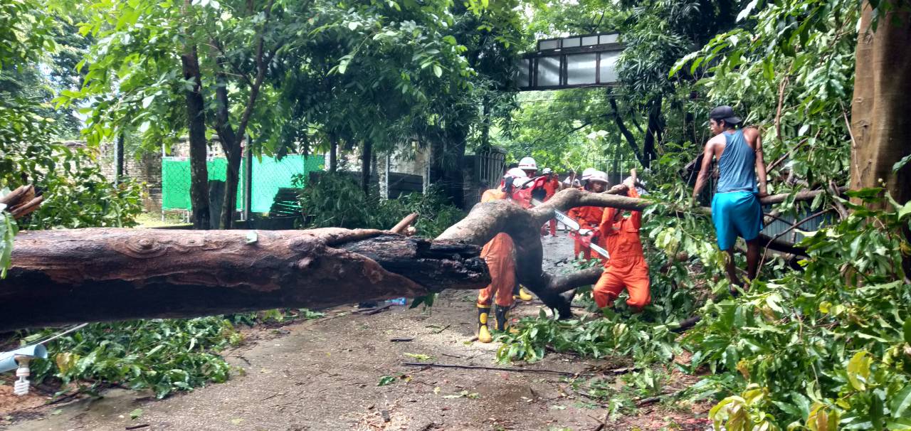 Giant tree that fell in Yangon’s Ahlone township after week of torrential downpour via Myanmar Fire Services Department Facebook page.