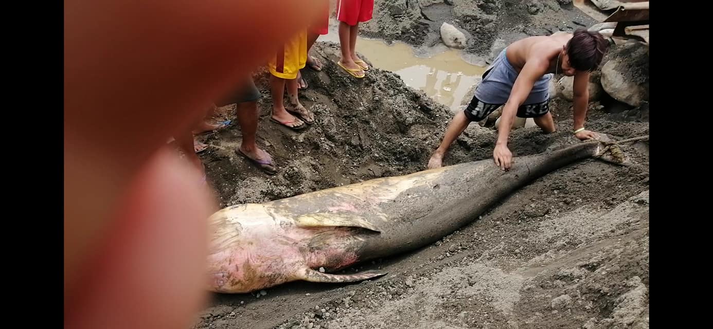 The dead whale found in Davao City. <i></noscript>Photo: Darrell Blatchley</i>