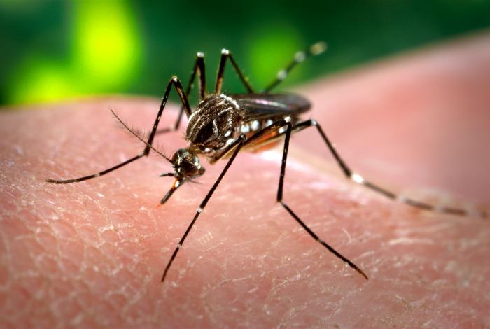 The aedes aegypti mosquito, the insect responsible for spreading dengue fever. Photo: Center for Disease Control and Prevention/Wikipedia