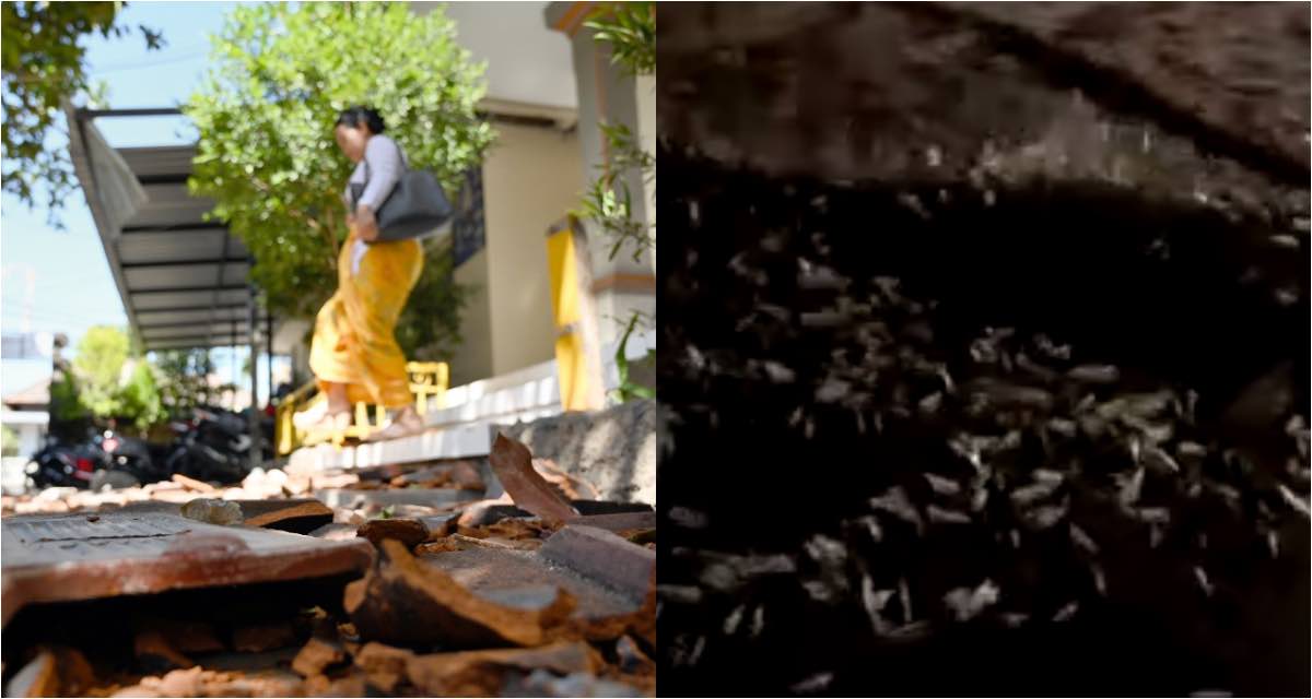 Left, the quake damaged the roof of a school building in Bali (Photo: Sonny Tumbelaka / AFP) and right, a screenshot from a video of fish washing ashore at Batu Bolong beach (Made Putra Arimbawa / Facebook)