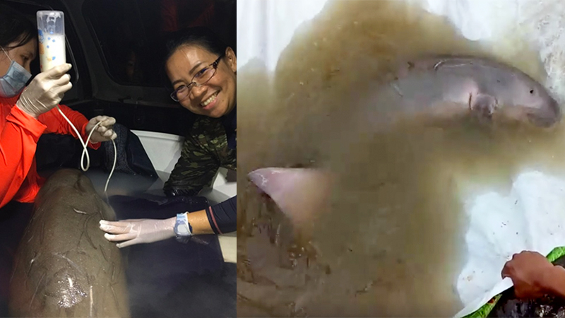 Officials feeding the male baby dugong milk. Image:  Kongkiat Kittiwatanawog/ Facebiij 