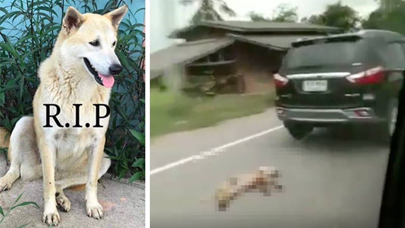 Kanom Jeen’s human companion said no one knew the dog was dragged to death behind the car. Photos: Watchdog Thailand / Facebook, Jo Ruangrat / Facebook
