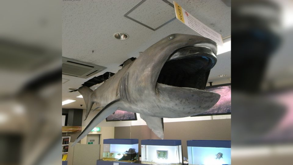 A model of a megamouth shark. <i></noscript>Photo: Wikipedia </i>