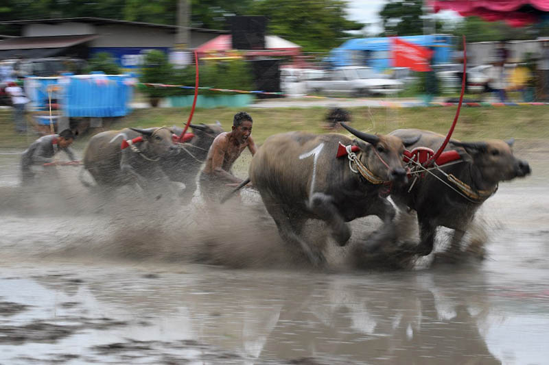 Sloshing across a muddy field with men sprinting behind them, prized water buffaloes blow past cheering spectators Sunday in Chonburi province in a rare display of bovine speed. Photo: Lillian Suwanrumpha
