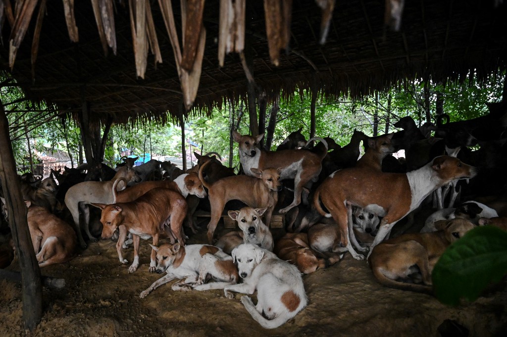 This photo taken on July 9, 2019 shows dogs resting in the Thabarwa Animal Shelter in Mawbe, on the outskirts of Yangon. – Pumped out over speakers, Buddhist chants play for packs of stray dogs at a Yangon shelter in an unusual effort to calm them down as Myanmar struggles to control a ballooning canine population and a deadly rabies scourge. (Ye Aung Thu / AFP) 