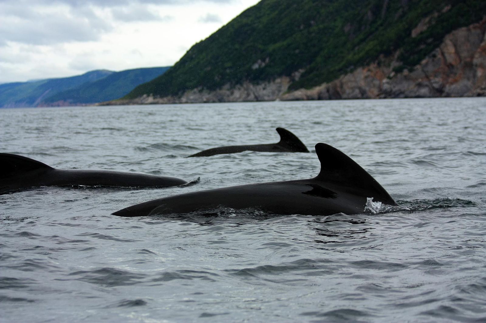 A file photo of pilot whales. Photo: Wikimedia Commons