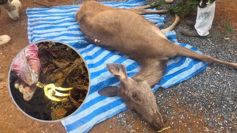 The body of a deer found to have 3 kilograms of plastic in its stomach. Inset: A spork was among the waste. Photo: Chananya Kanchanasaka / Facebook
