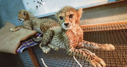 Cheetah Boyz Three Month Old Cubs Born At Zoo Negara Are Getting