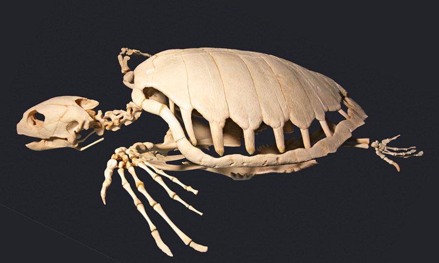 The skeleton of a sea turtle. Photo: Turtle Time Inc.