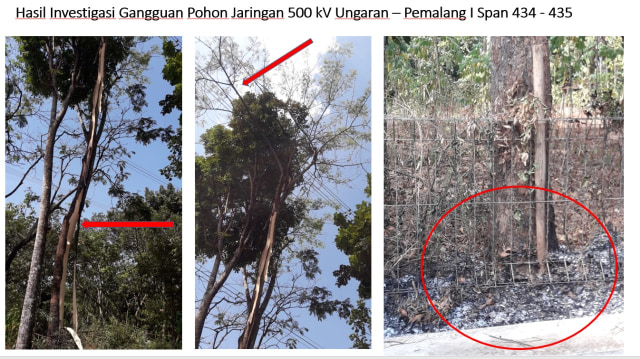 Trees believed to have triggered the great Java blackout on August 4, 2019. Photo: Istimewa via Kumparan