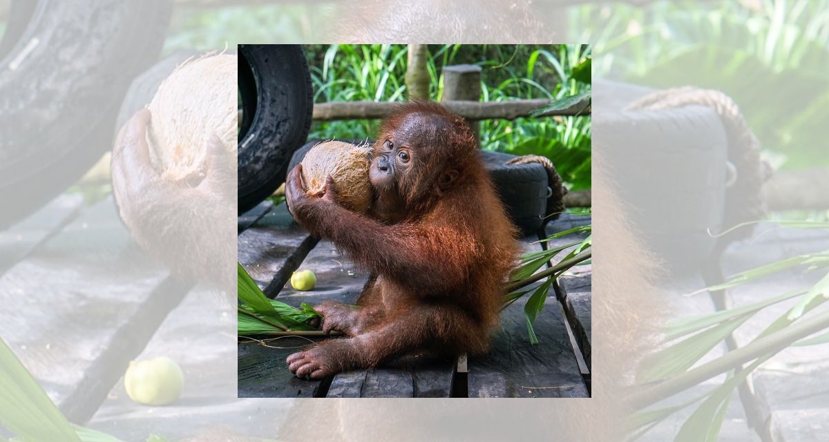 In a photo shared by Bali Safari on Instagram, Bonbon appears to be enjoying a refreshing drink from a coconut while looking all cute and adorable. Photo: Bali Safari and Marine Park 