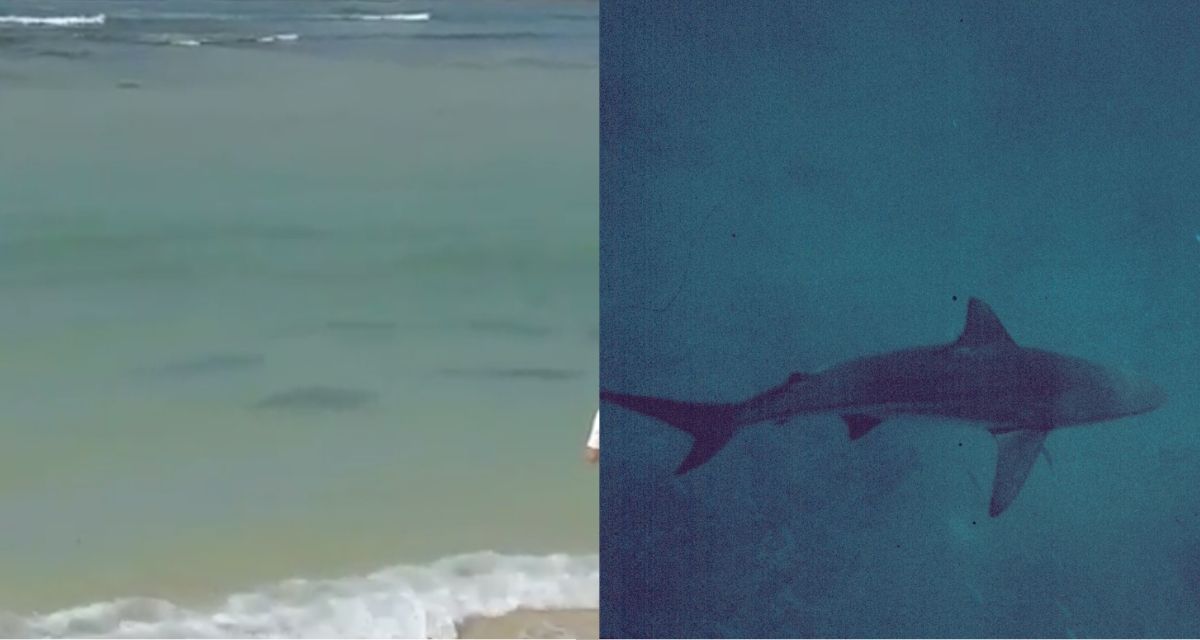 Left: Screengrab of an Instagram video showing a school of sharks swimming near a beach in Nusa Dua. Right: a blacktip shark. Photo: Wikimedia Commons