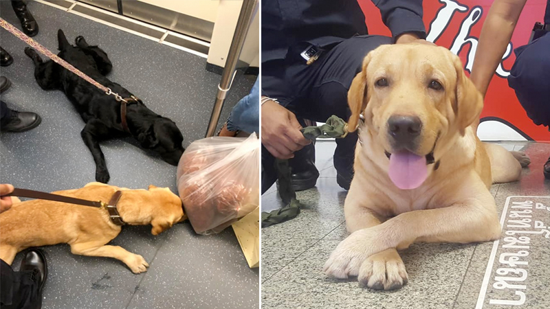 At left, bomb squad doggos sniff a ‘suspicious package.’ Photo: Chandpath Mickey Timsootheepant / Facebook. At right, Robbo, the gold Labrador Retriever. Photo: Street Hero Project / Facebook
