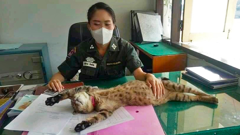 Officer ‘Seau’ or Tiger lazing around at a Chiang Mai police station. Photo: Cats Officer / Facebook
